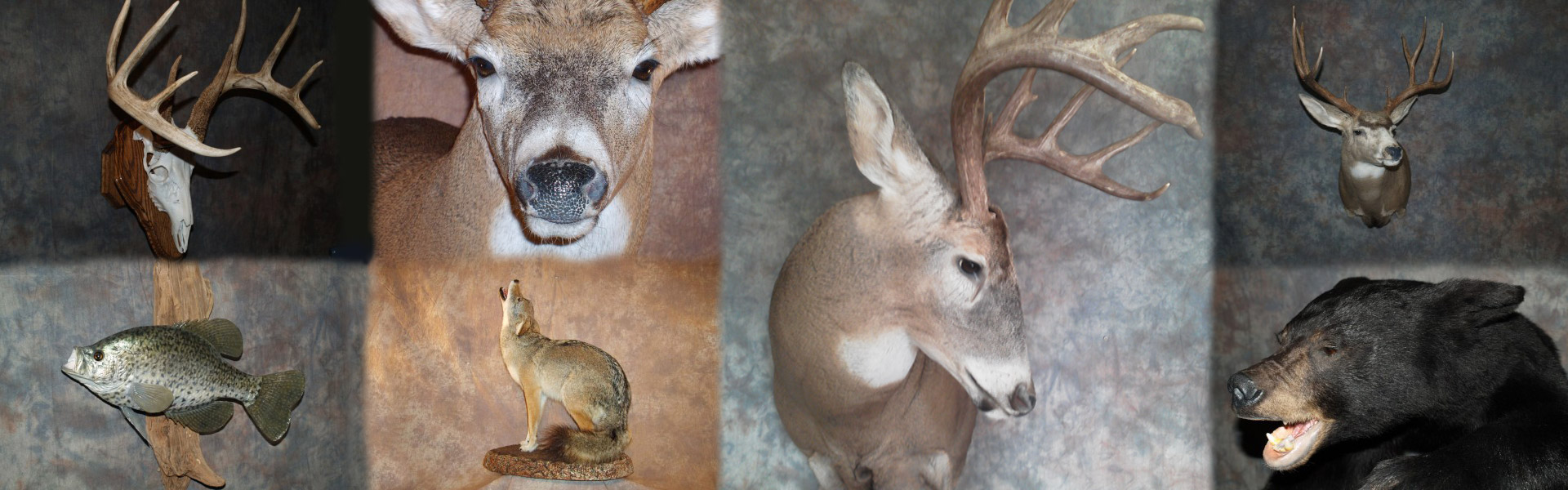 Taxidermy Services in Troy Missouri